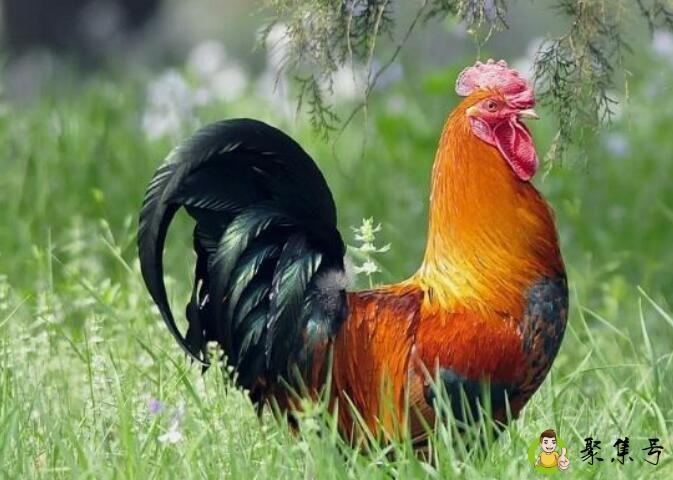 欲钱买一鸣惊人的生肖