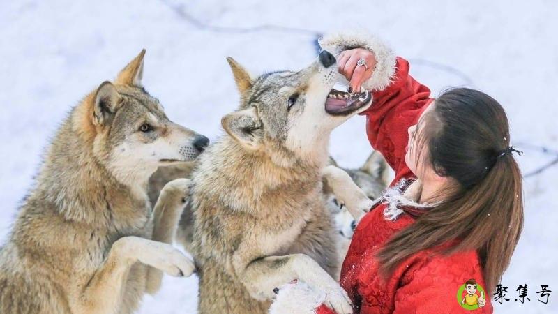 喜欢狼的女生性格特点