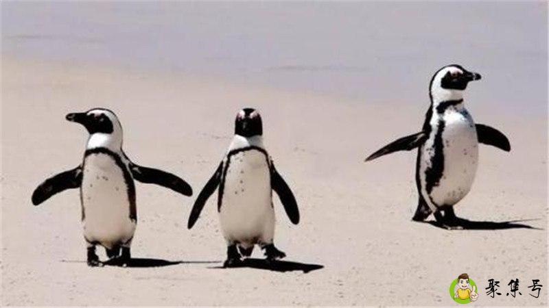 非洲企鹅生活在哪里