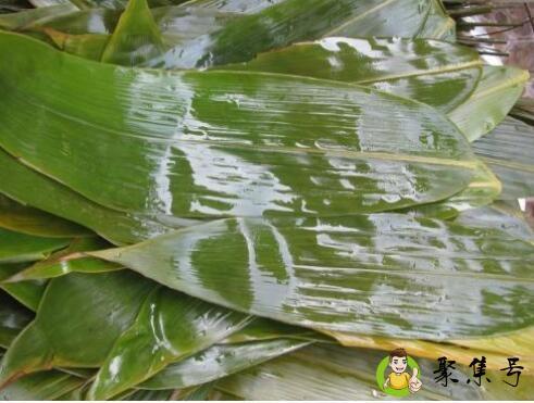 包棕子叶用煮吗