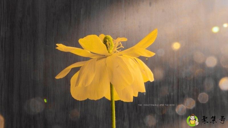 小女子不才未得公子青睐的下一句