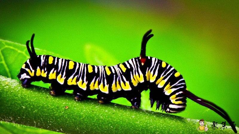 毛毛虫的爬行速度