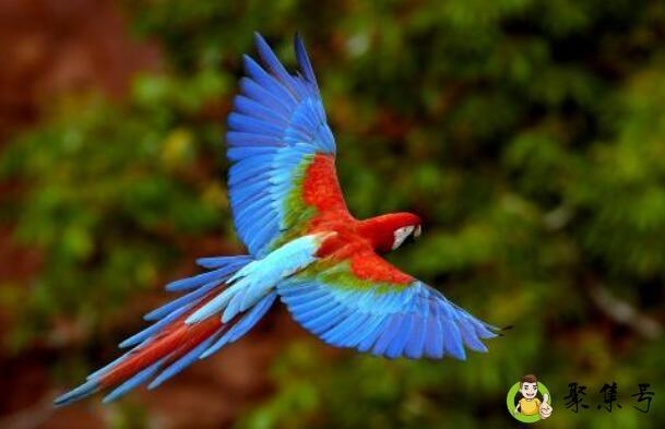 鸟美在羽毛人美在勤劳是什么意思