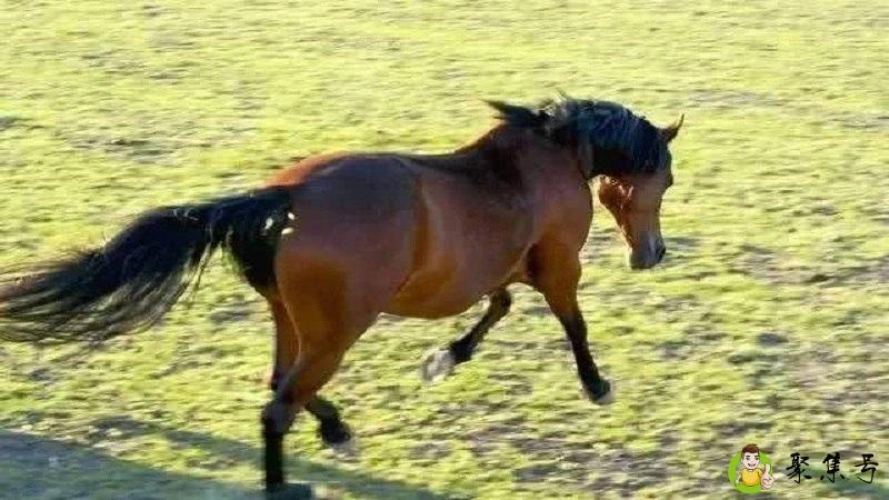 邂逅三八逢是什么生肖