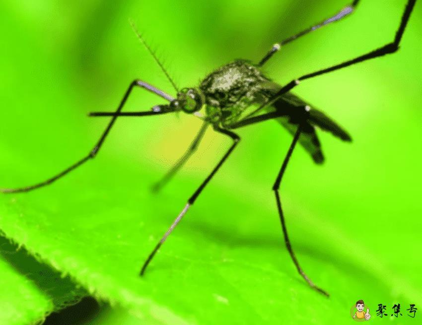 蚊子什么时候灭绝