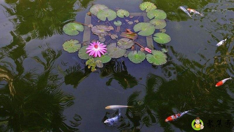 采莲指什么动物