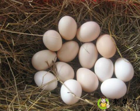 详细阅读:公鸡蛋和母鸡蛋的区别 公鸡蛋和母鸡蛋的区别