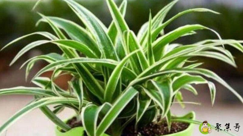 详细阅读:吊兰夏天蔫了咋办 吊兰夏天蔫了咋办