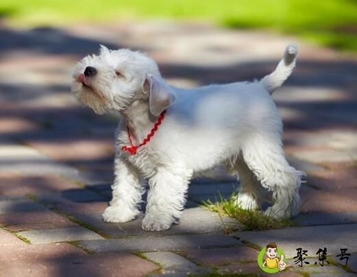 详细阅读:狗怕什么气味防止乱拉尿 狗怕什么气味防止乱拉尿