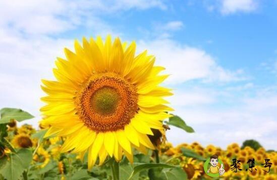 向日葵生长在哪里