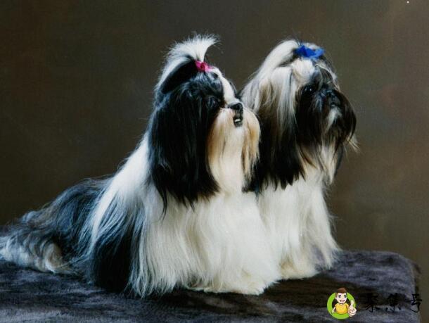 狗狗牙石清除小窍门