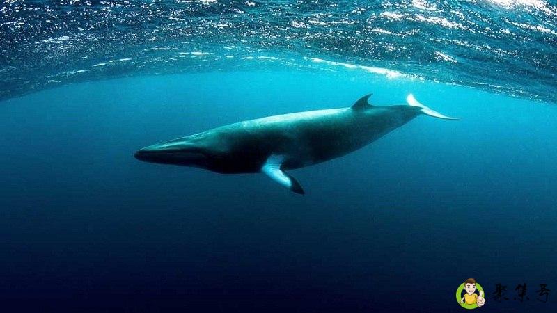 长须鲸性情怎么样