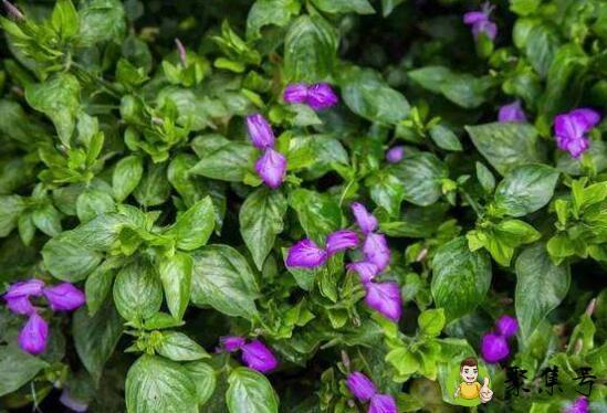 详细阅读:红蓝草和紫蓝草的区别 红蓝草和紫蓝草的区别