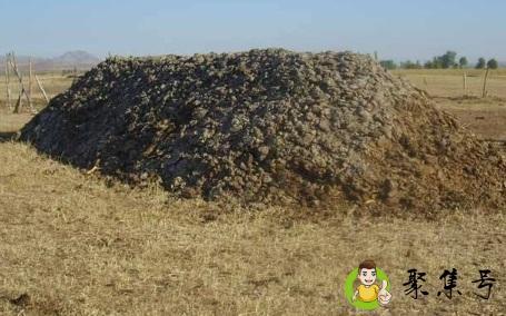 详细阅读:牛粪的用途 牛粪的用途