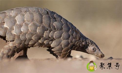 详细阅读:穿山甲一共多少种- 穿山甲一共多少种-