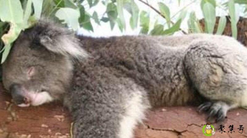 考拉为什么总睡觉