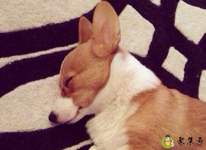 柯基两个月多重