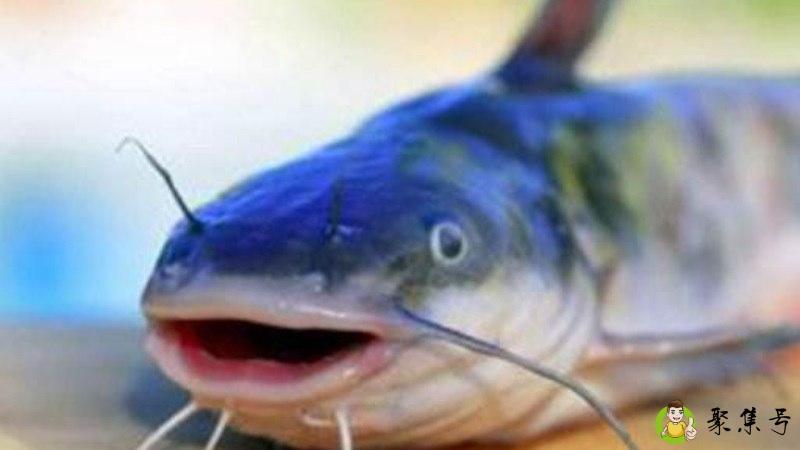 鲶鱼精什么意思