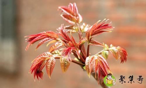 详细阅读:香椿炒之前需要焯水吗 香椿炒之前需要焯水吗