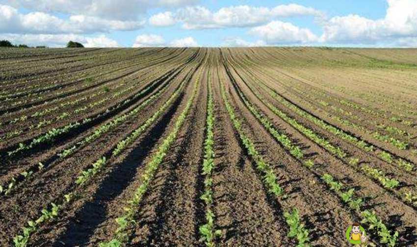 详细阅读:一平方公里是多少亩 一平方公里是多少亩