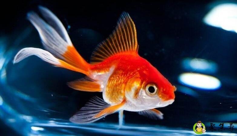 详细阅读:4一5厘米的金鱼是几年龄 4一5厘米的金鱼是几年龄