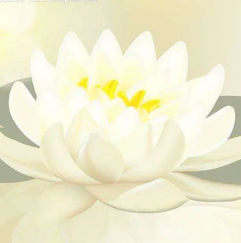 详细阅读:盛世白莲什么意思 盛世白莲什么意思