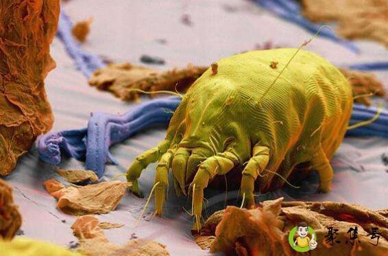 粉螨和尘螨的区别