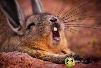 松鼠命是什么意思