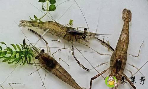 河虾和黑壳虾的区别