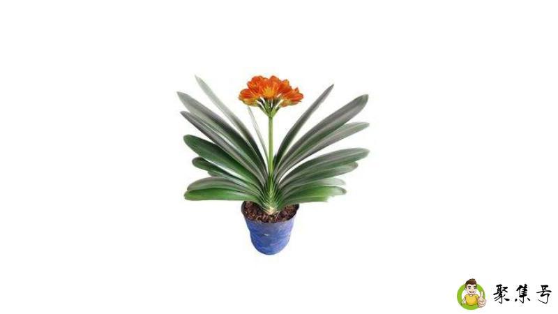 君子兰喜欢酸性还是碱性