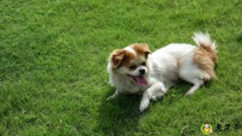 狗缺钙腿瘸了还能好吗