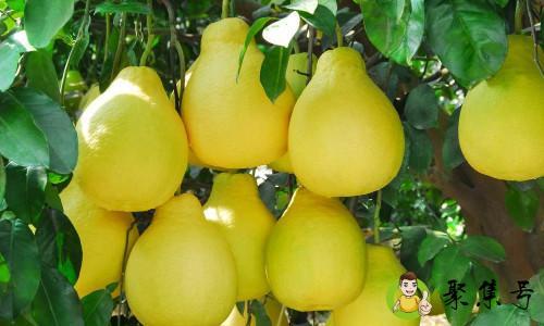 柚子有苦味能吃吗