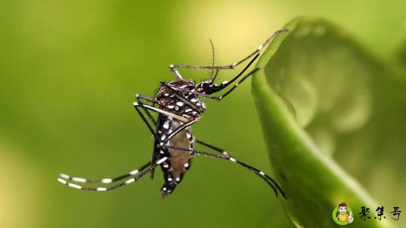 晚上蚊子在耳边嗡嗡怎么办