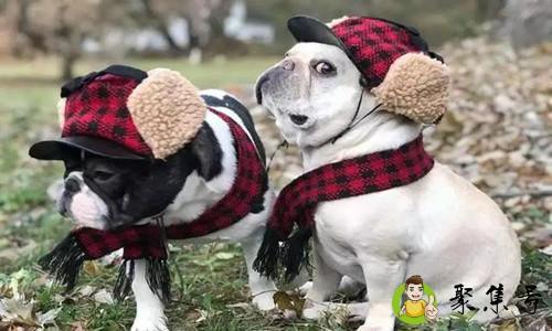 斗牛犬性格怎么样