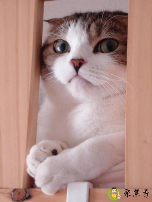 目不转睛的近义词