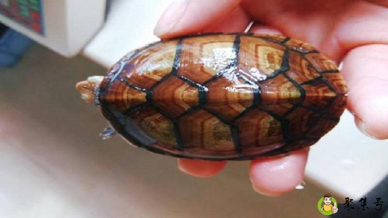 南北白唇蛋龟的区别