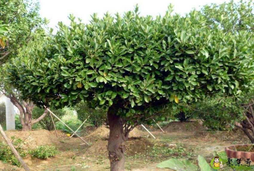 女贞和冬青的区别