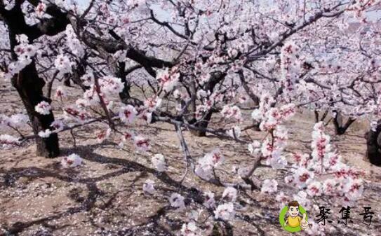 红杏雨绿杨烟什么意思