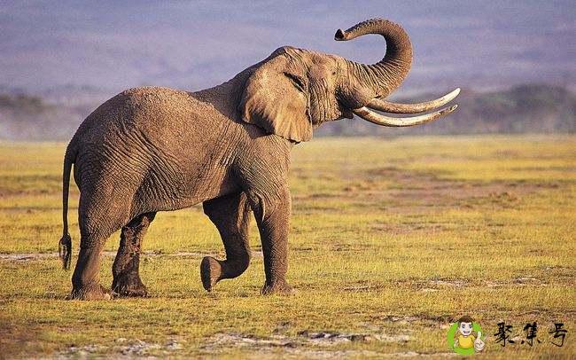 成年大象多重