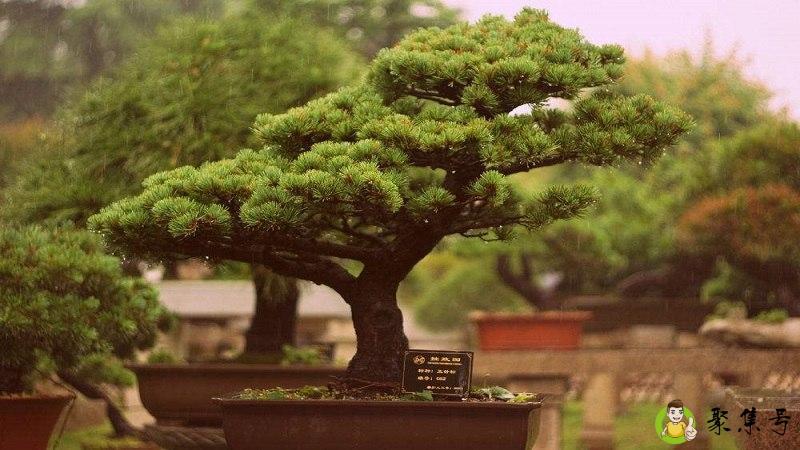 生桩是什么意思