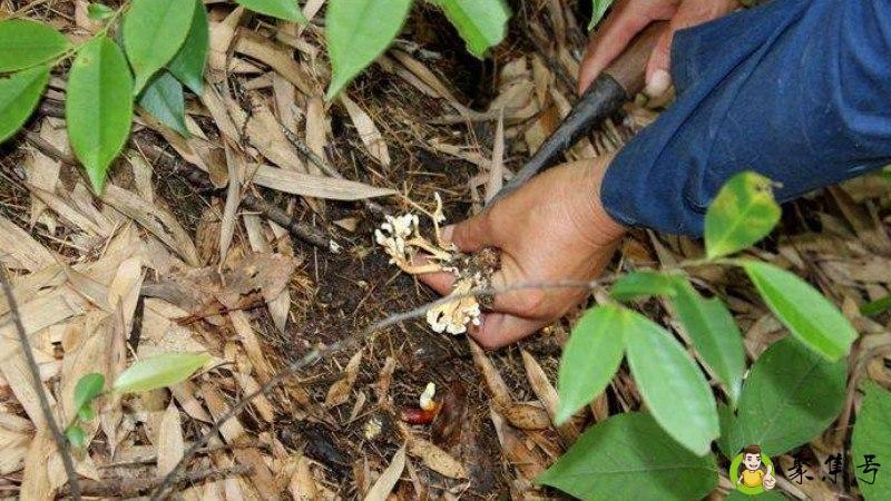 野生蝉花怎么食用