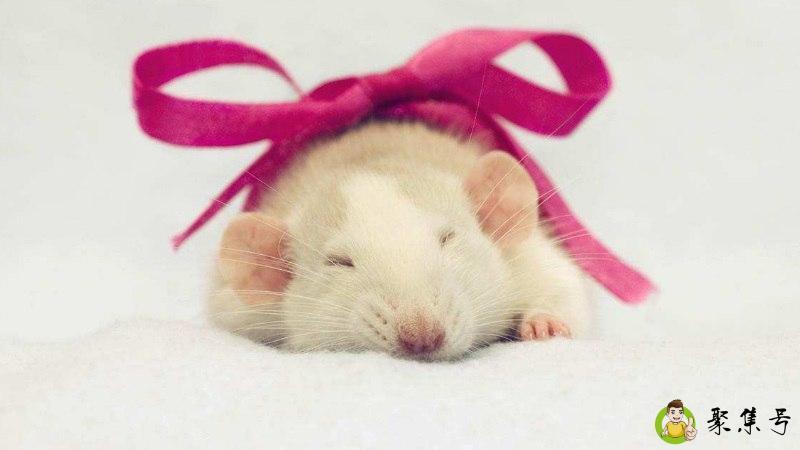 妖娆指什么生肖