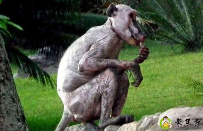 狒狒人是什么梗