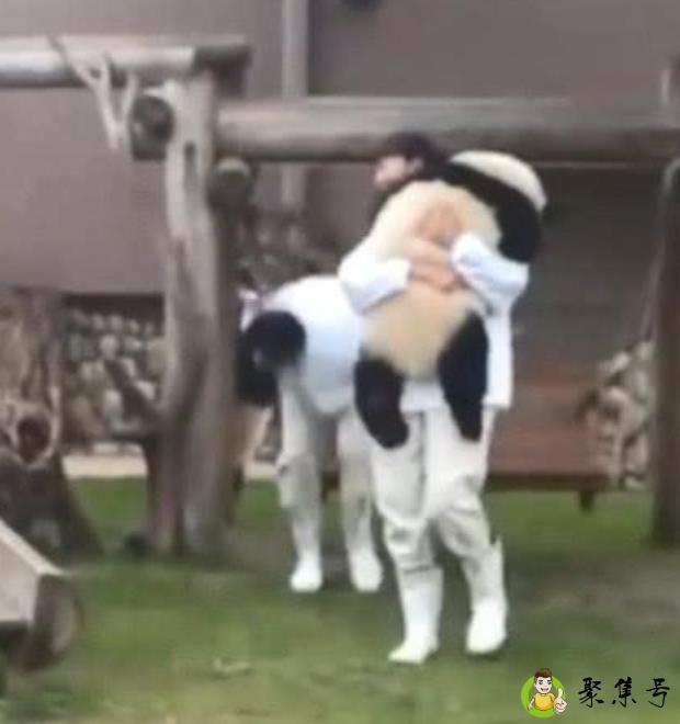 大熊猫在日本过得好潇洒，大熊猫：我不管，快来亲亲抱抱举高高