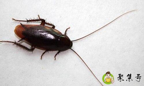 怕蟑螂的女生性格