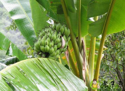 哪种水果树不是真正的树