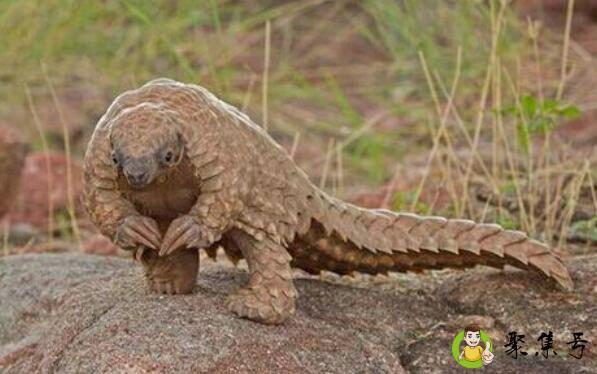 穿山甲能穿山吗