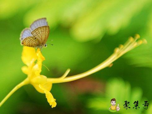 鹅黄嫩绿的意思