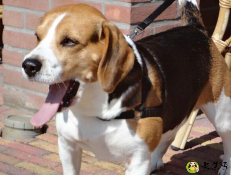 比格犬几个月停止生长