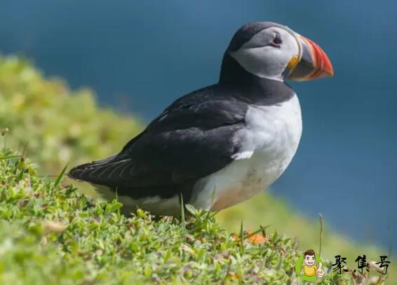 冰岛海鹦可以养吗